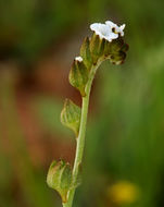 Plancia ëd Plagiobothrys nothofulvus (A. Gray) A. Gray