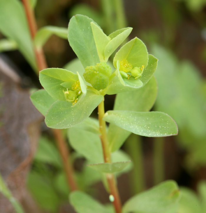 Euphorbia spathulata Lam. resmi