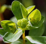 Euphorbia spathulata Lam. resmi