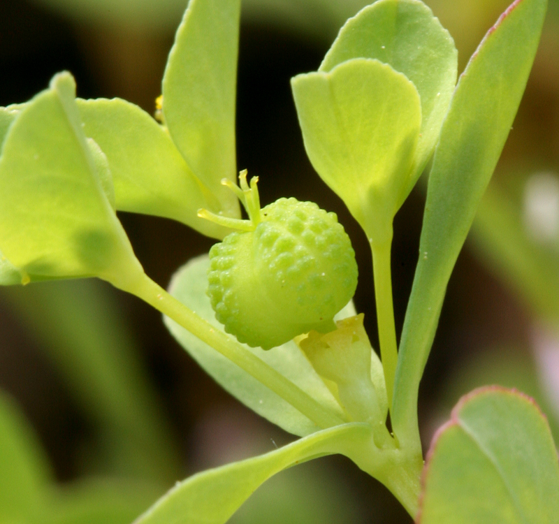 Euphorbia spathulata Lam. resmi