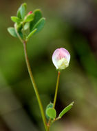 Слика од Acmispon parviflorus (Benth.) D. D. Sokoloff