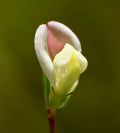 Слика од Acmispon parviflorus (Benth.) D. D. Sokoloff