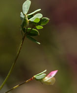 Слика од Acmispon parviflorus (Benth.) D. D. Sokoloff