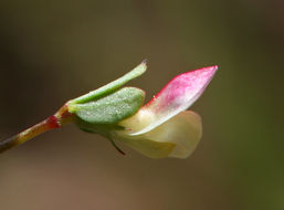 Слика од Acmispon parviflorus (Benth.) D. D. Sokoloff