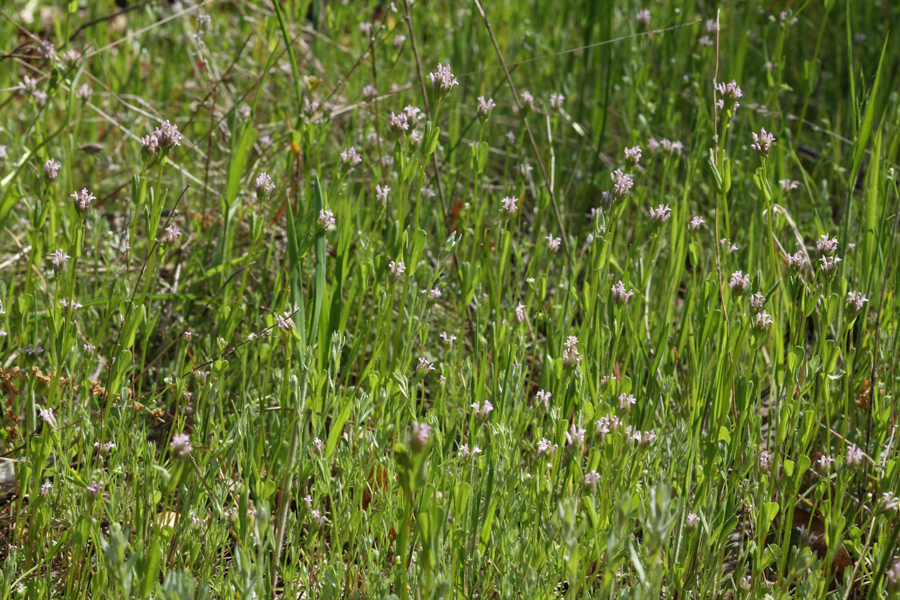 Image of <i>Plectritis ciliosa</i>