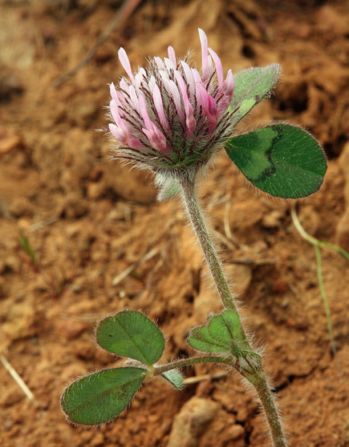 Image of rose clover