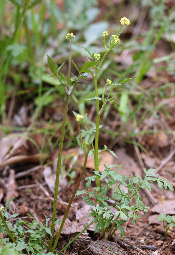 Imagem de Sanicula bipinnata Hook. & Arn.