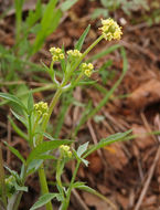 Imagem de Sanicula bipinnata Hook. & Arn.