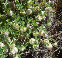 Image of woolly clover