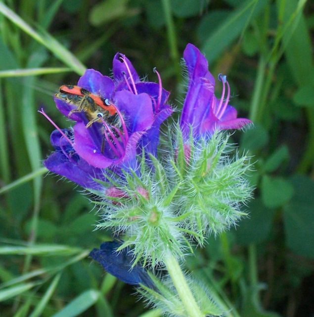 Image of <i>Trichodes alvearius</i>