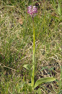 Orchis simia Lam.的圖片