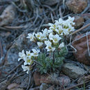 Sivun Cusickiella douglasii (A. Gray) Rollins kuva