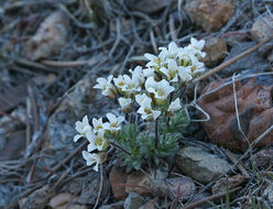 Sivun Cusickiella douglasii (A. Gray) Rollins kuva