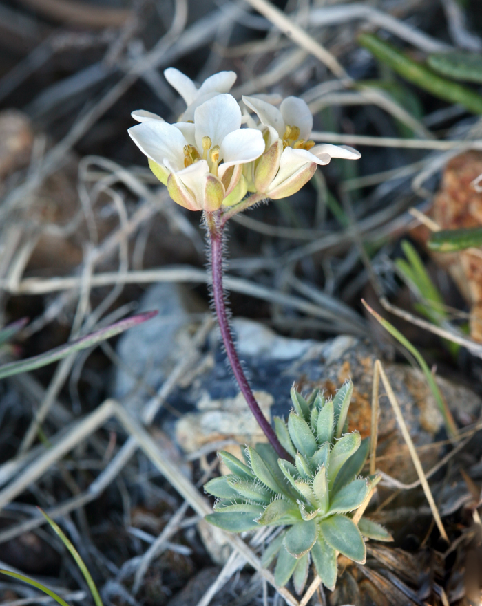 Plancia ëd Cusickiella douglasii (A. Gray) Rollins