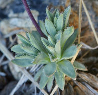 Sivun Cusickiella douglasii (A. Gray) Rollins kuva