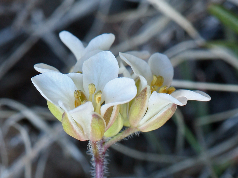 Plancia ëd Cusickiella douglasii (A. Gray) Rollins