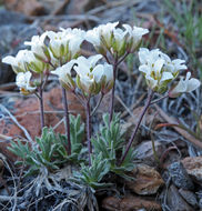 Plancia ëd Cusickiella douglasii (A. Gray) Rollins