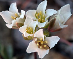 Sivun Cusickiella douglasii (A. Gray) Rollins kuva