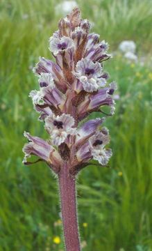 Image of clover broomrape