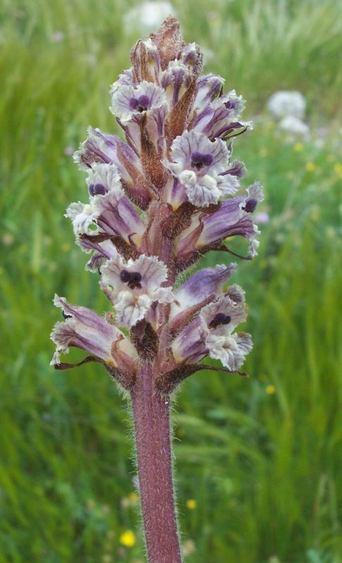 Image of clover broomrape