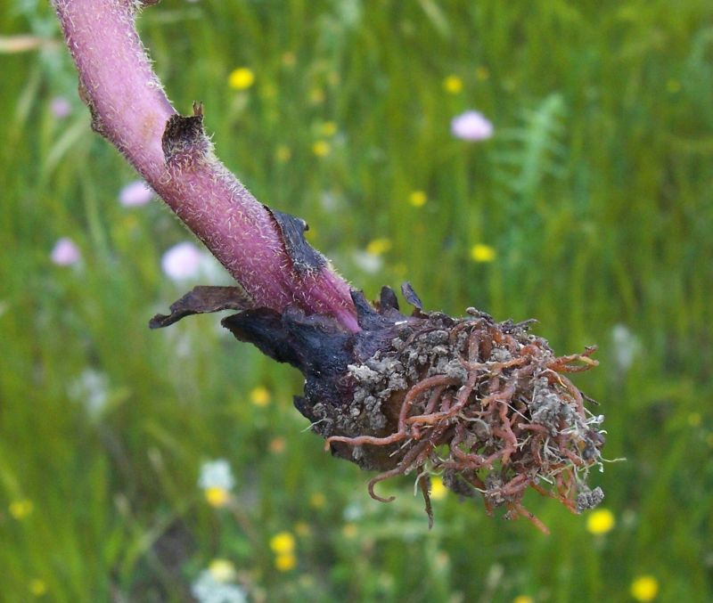 Image of clover broomrape