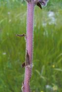 Image of clover broomrape