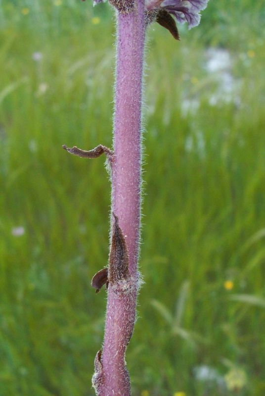 Image of clover broomrape