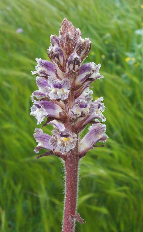 Image of clover broomrape