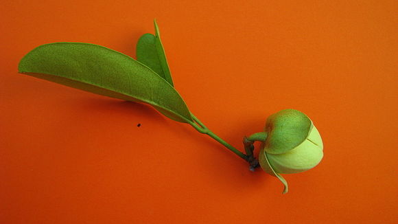 Image of Duguetia gardneriana Mart.