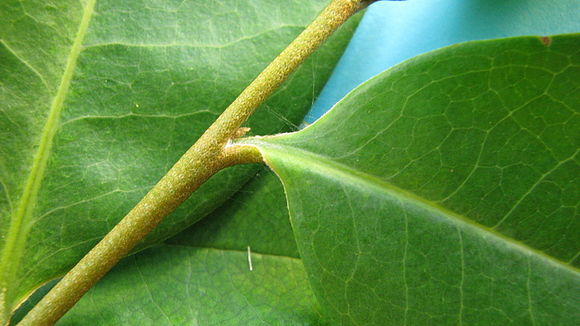 Image of Duguetia gardneriana Mart.