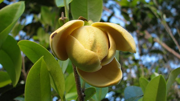 Image of Duguetia gardneriana Mart.