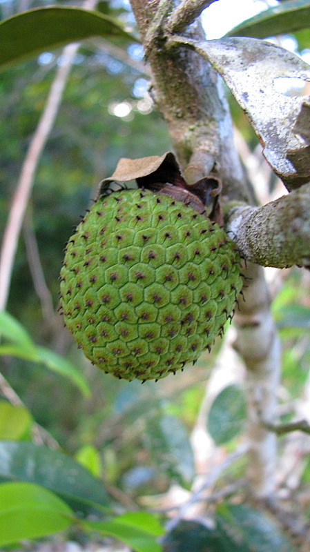 Image of Duguetia gardneriana Mart.