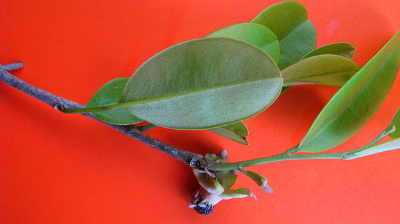 Image of Duguetia gardneriana Mart.