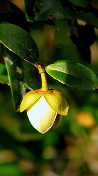 Image of Duguetia gardneriana Mart.