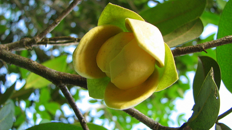 Image of Duguetia gardneriana Mart.