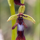 Image of Fly orchid