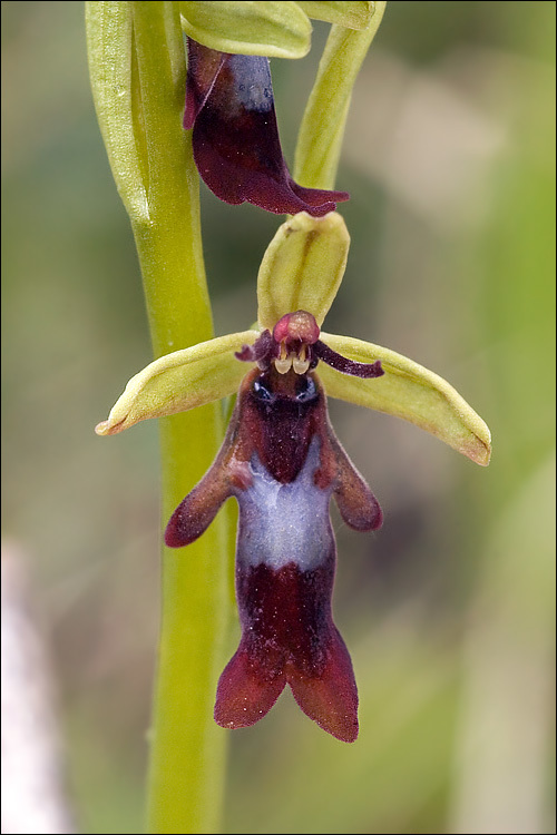 Image of Fly orchid