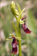 Image of Fly orchid