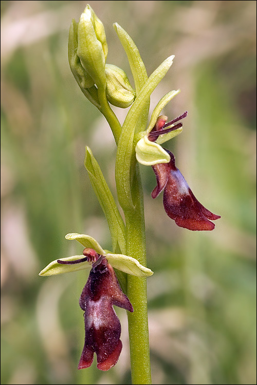 Слика од Ophrys insectifera L.