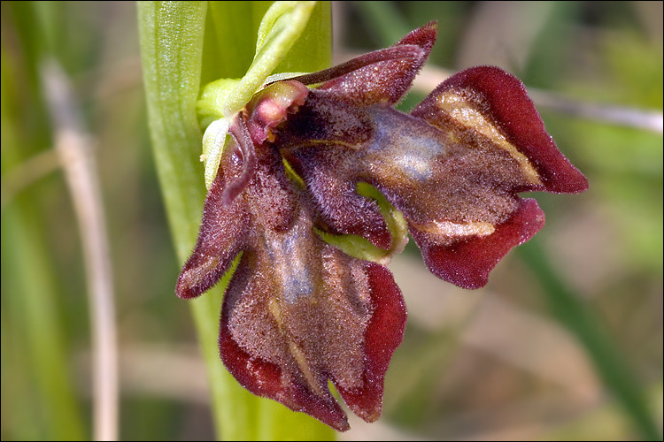 Слика од Ophrys insectifera L.