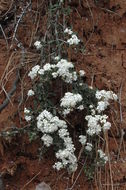 Image of Pine Hill buckbrush