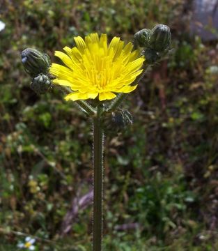 Image of hawkweed oxtongue