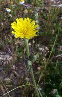 Image of hawkweed oxtongue