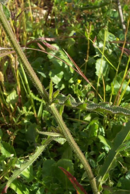 Image of hawkweed oxtongue