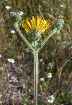 Image of hawkweed oxtongue