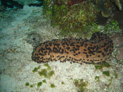 Image of Three-rowed Sea Cucumber