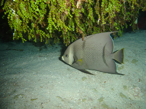 Слика од Pomacanthus arcuatus (Linnaeus 1758)