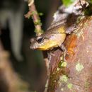 Image of Banded Robber Frog