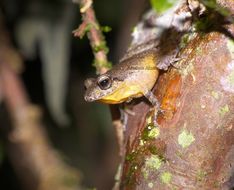 Image of Banded Robber Frog