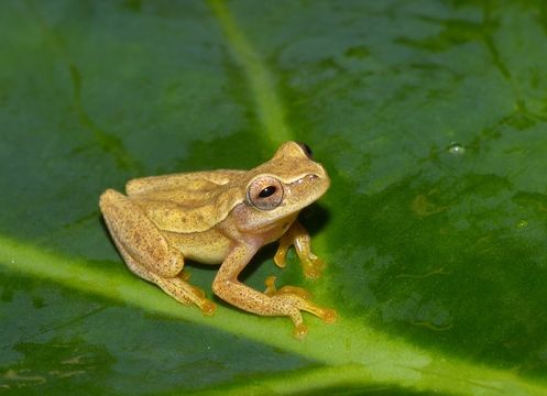 Image of Small-headed Treefrog